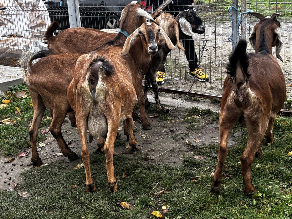 Capre anglonubiene gestante