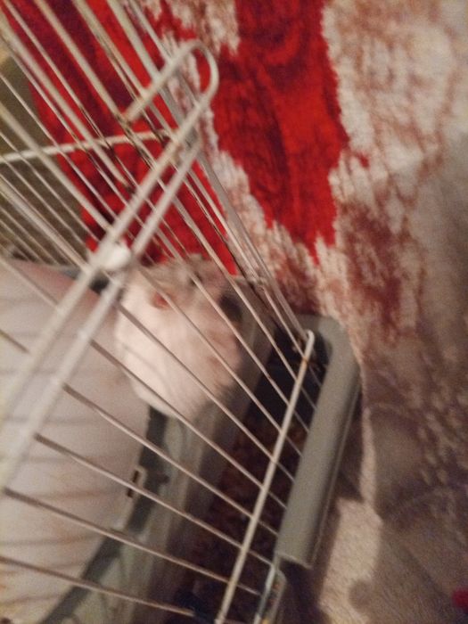 Хомяки джунгарских