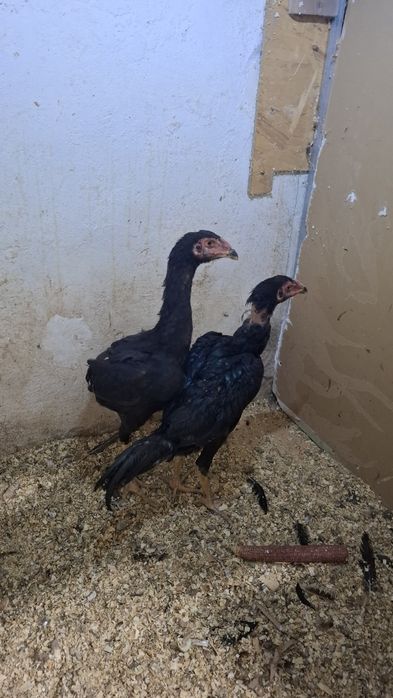 Продам чужиков июньские