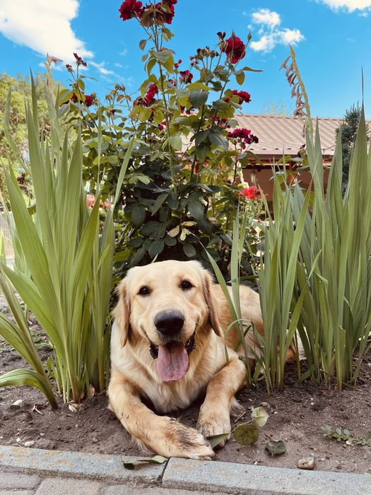 pui de adoptat (metis golden retriever