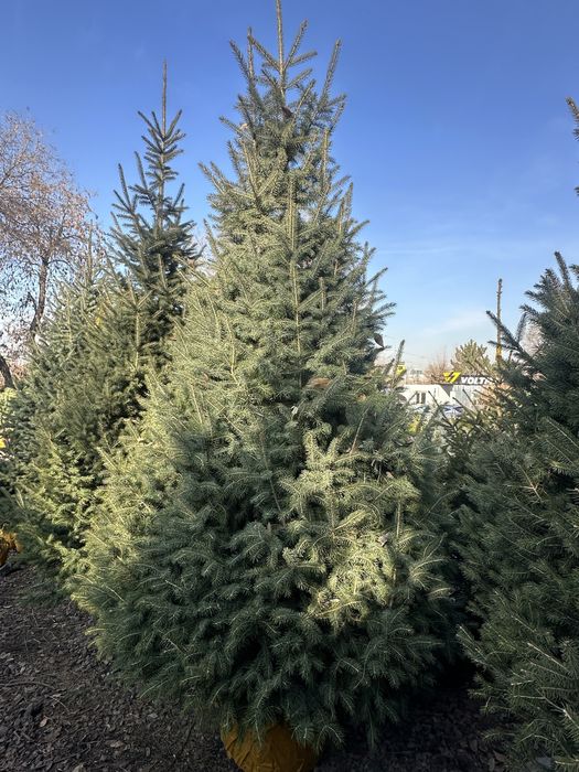 Живая Ель для Дома. Елка в горшке. Ёлка. Голубая елка. Новогодный Ель