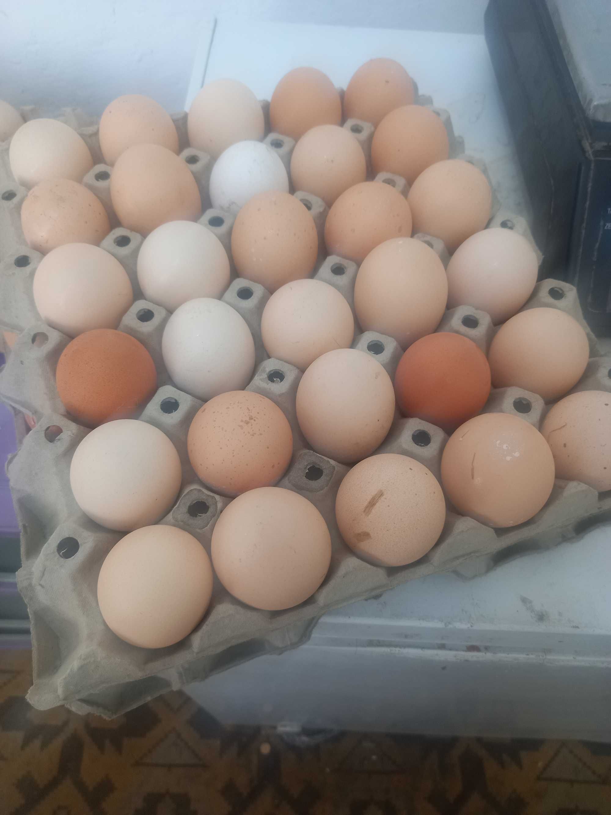 Домашни яйца0.45лв Исперих