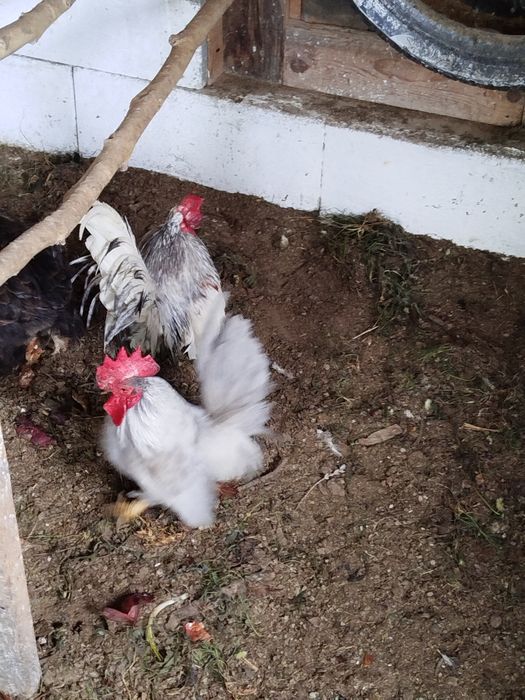 Cocoș și găinușă Chabo