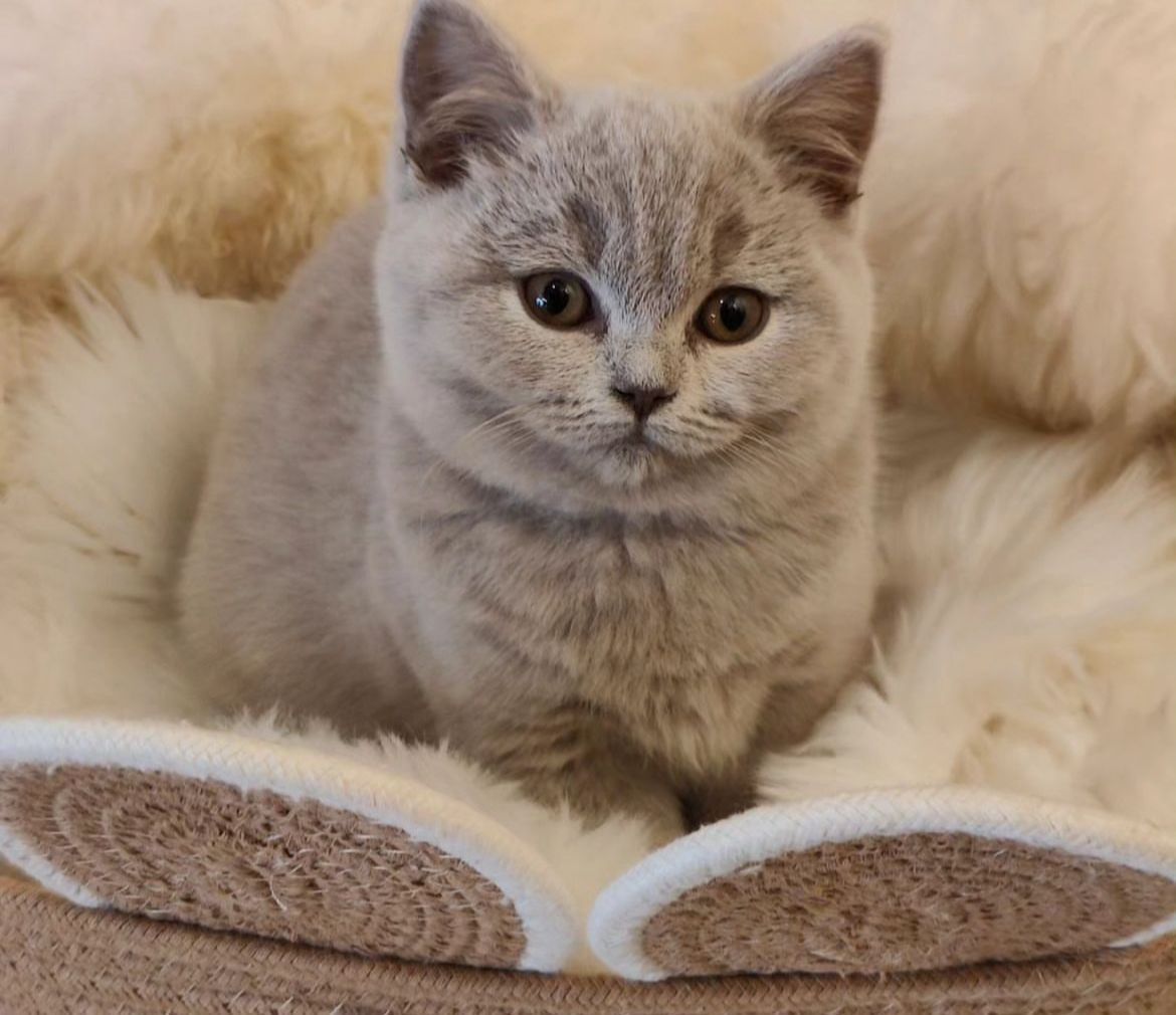 British Shorthair