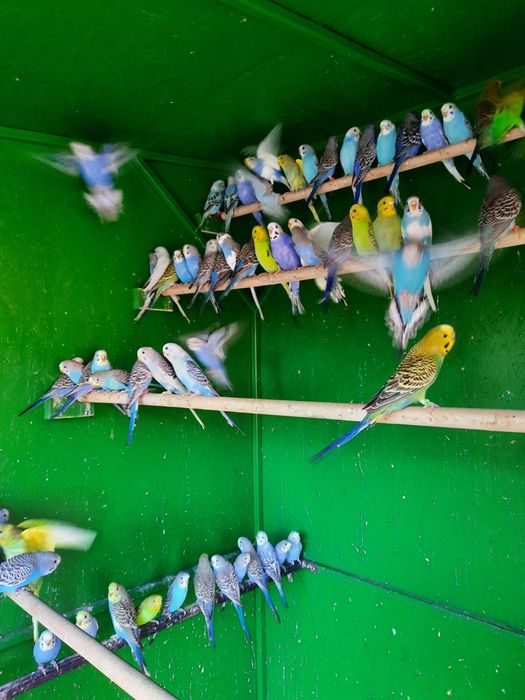 Vand perusi diverse culori