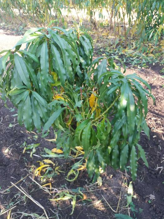 Taieri pomi fructiferi/vita de vie/plante ornamentale/tratamente fito