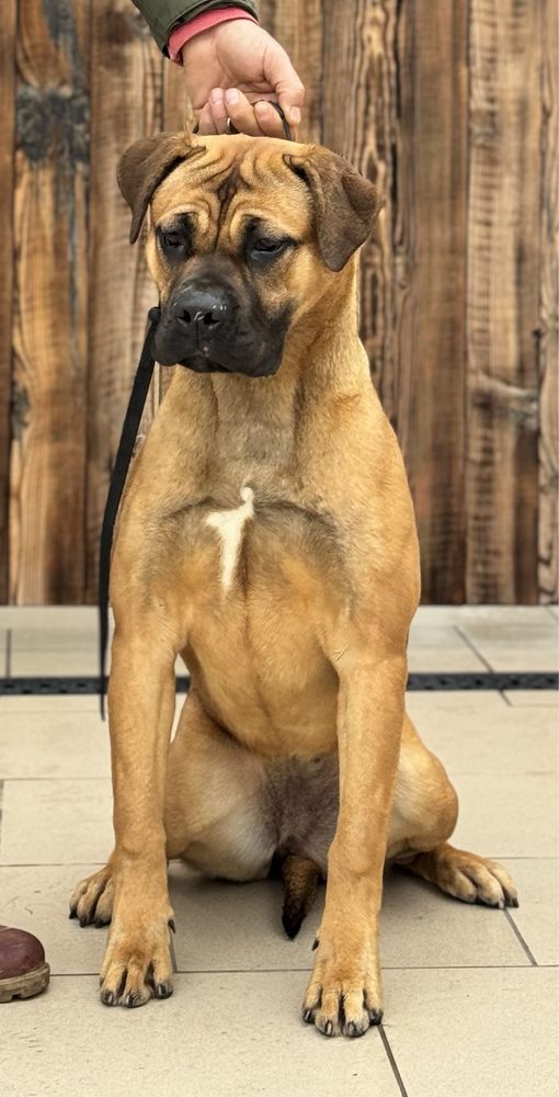 Pui cane corso cu pedigree tip A de la crescator autorizat DSV