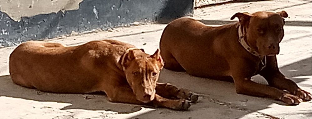 Продам щенка , окрас песочный, "красный нос",