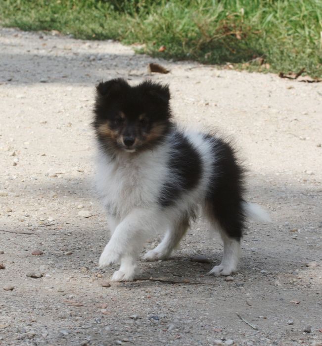 Sheltie - Shetland Sheepdog
