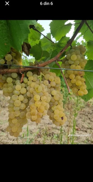 Struguri de vin cu transport