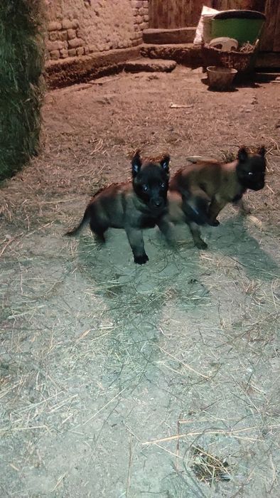 Donez pui Ciobanesc belgian malinois