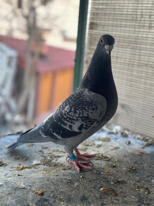 Porumbei super origini