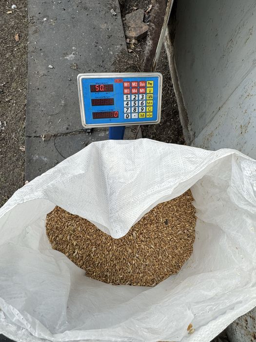 Продам пшеницу чистая