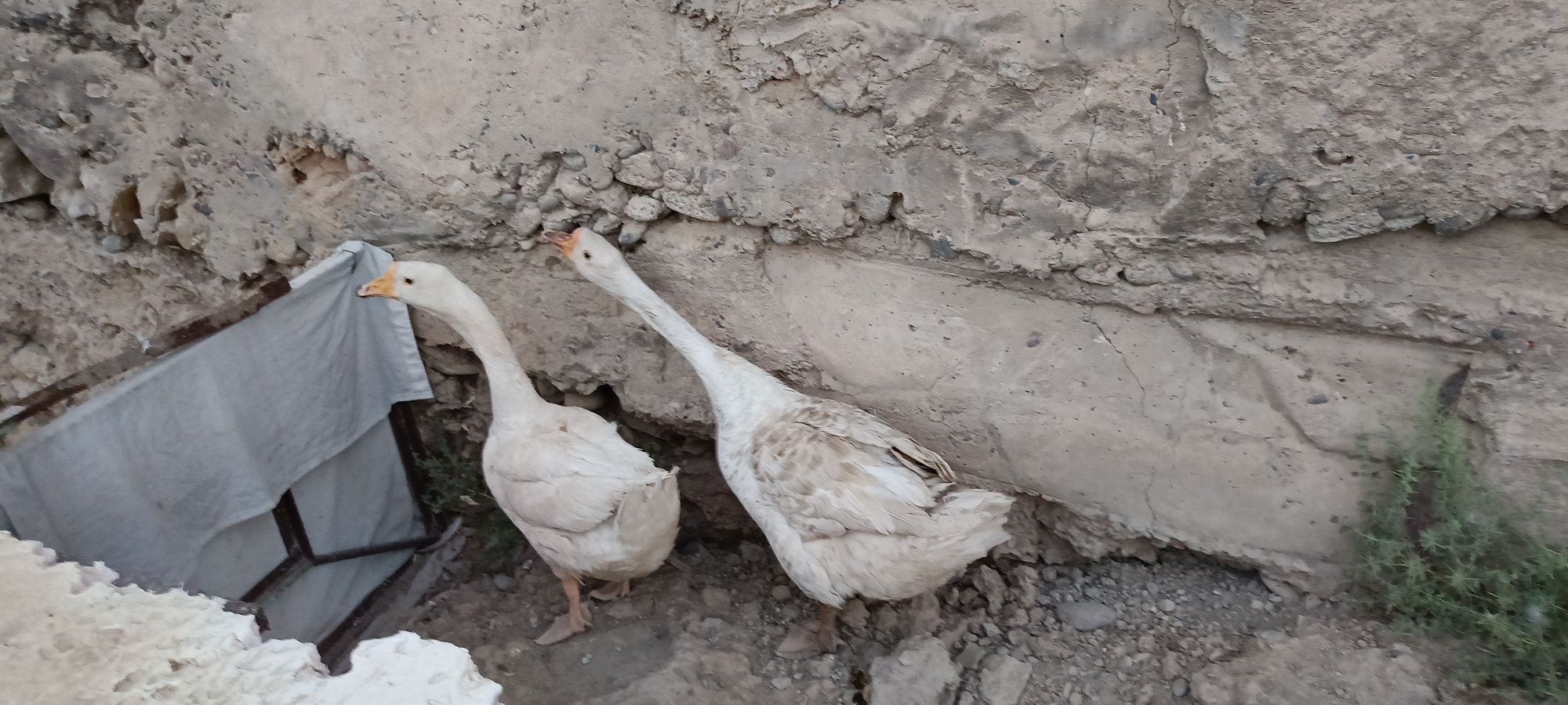 G'ozlar sotiladi