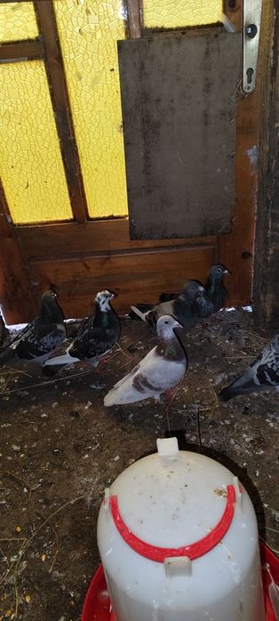 Vand porumbei voiajori