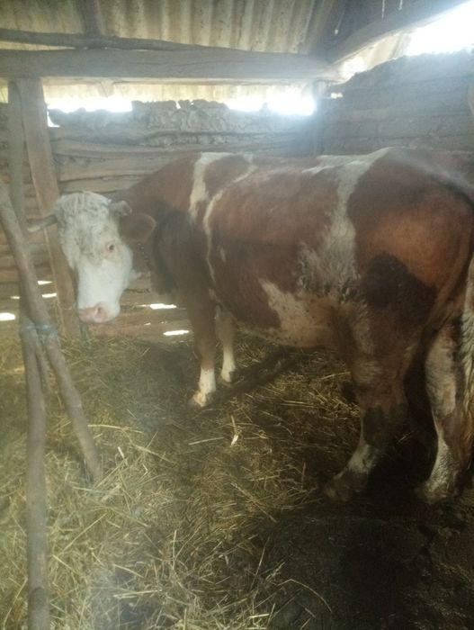 De vânzare trei vaci