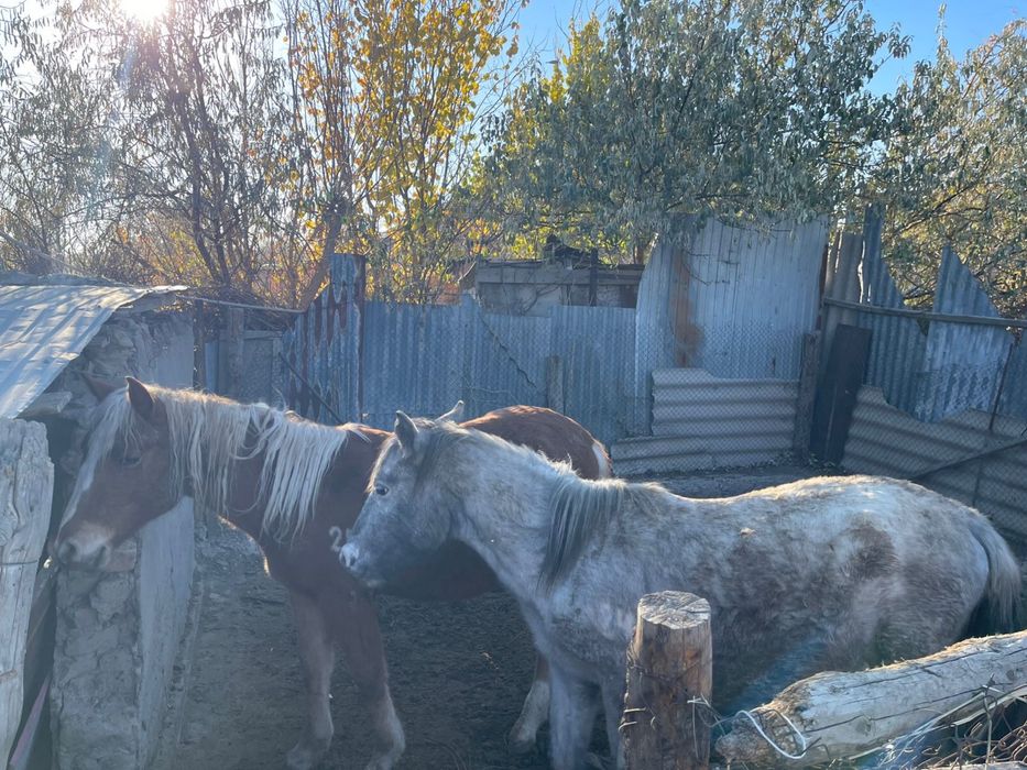 Продам коней молодых