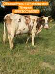 Продам корову телёнок молочный”””