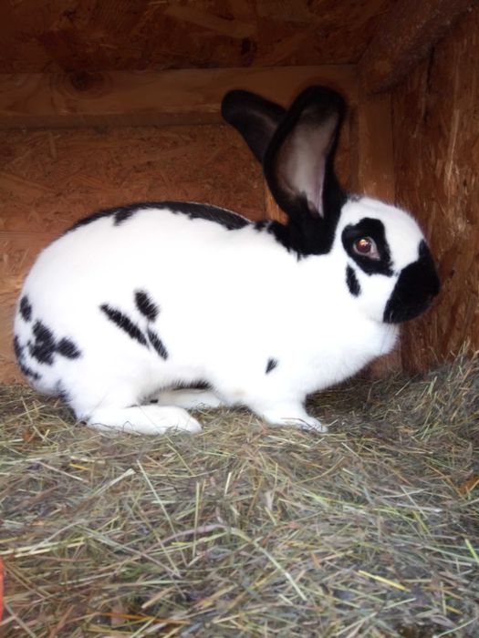 Vind mascul fluture german