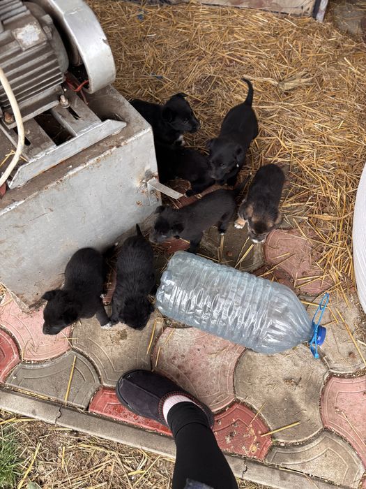 Donez căței!Ofer spre adoptie catei frumosi si jucăuși .