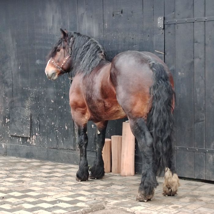 De vânzare armăsar în vârstă de 8 ani