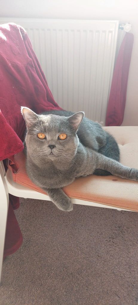 Motan British shorthair