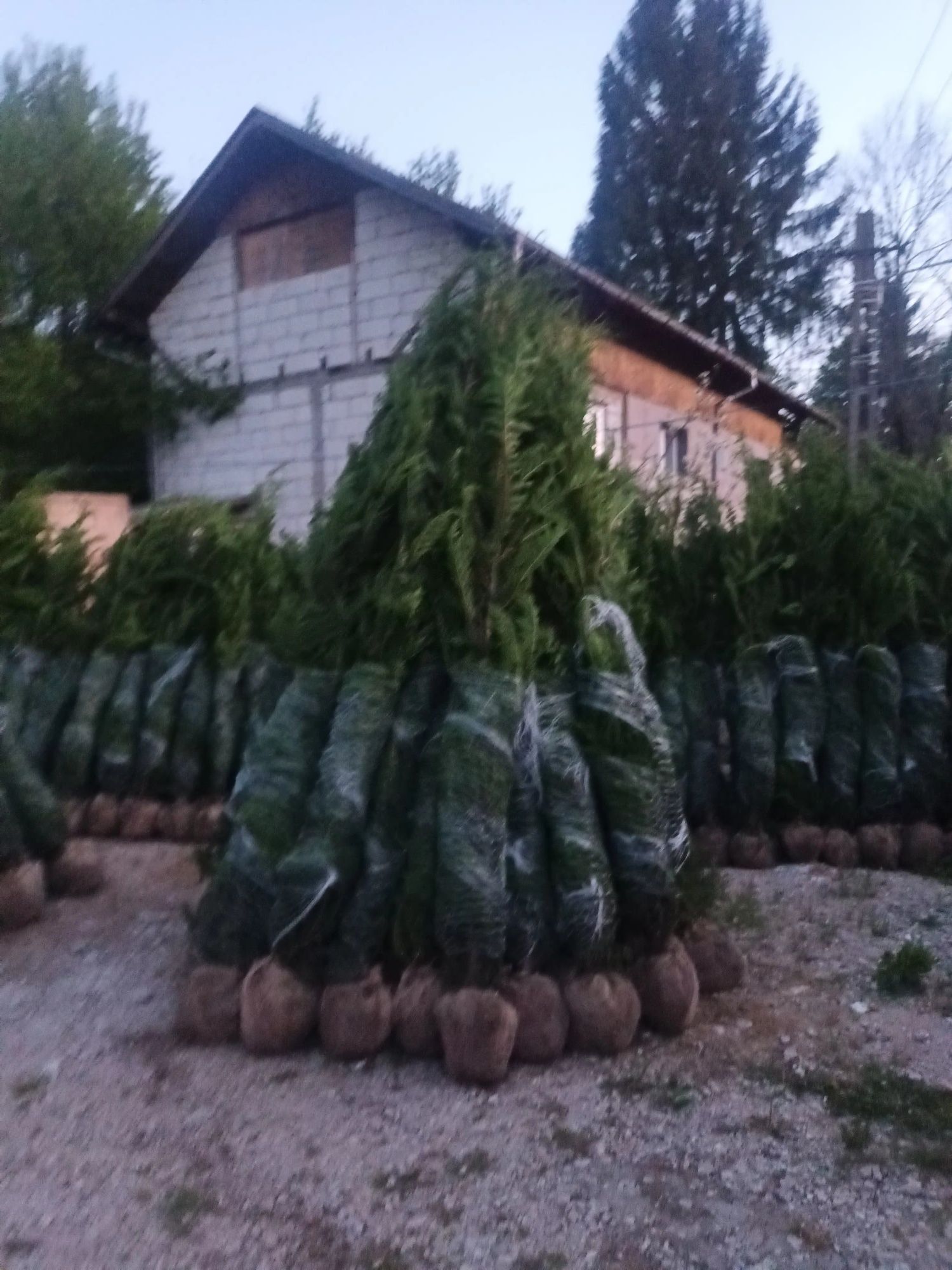 Vând tuia leylandii chiparos 3m la preț de producător