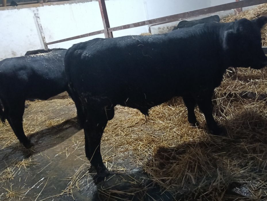 Vând Vitei angus
