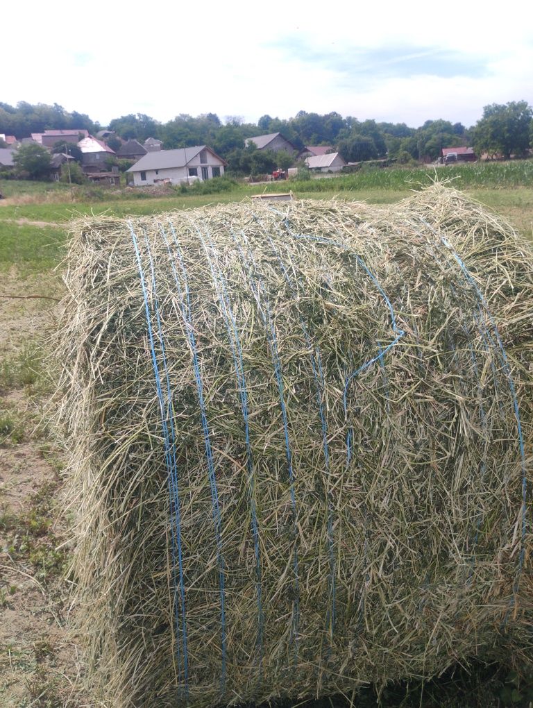 Vând baloți de lucernă