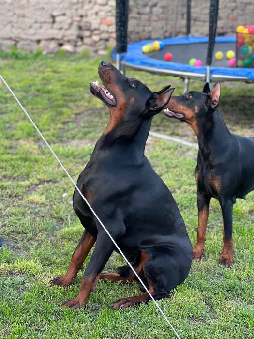 Малки Добермани.