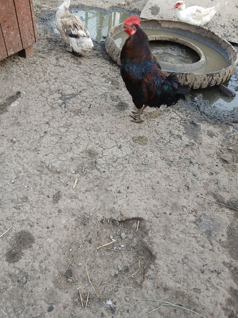 Cocoși   tineri de tara