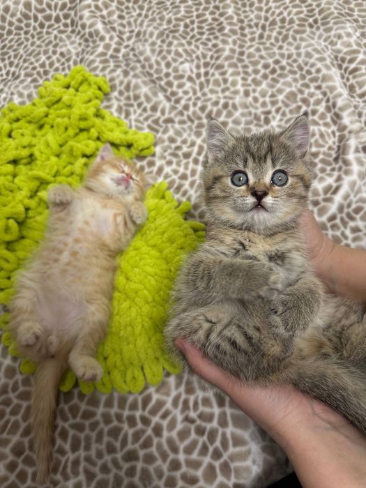 Skottish shinshilla sotiladi