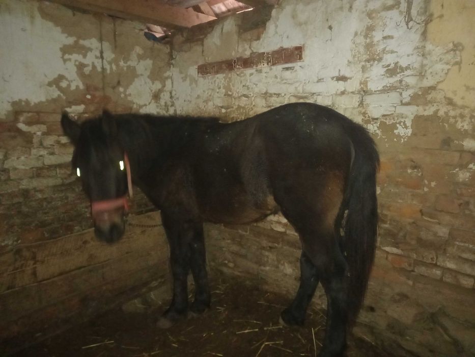 Vand manaza mai multe detali la telefon  manza nu este a mea