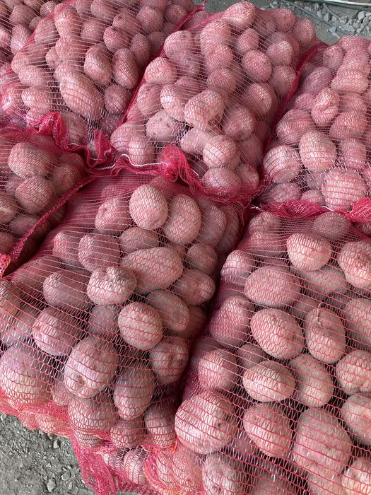 Cartofi pentru TARABA