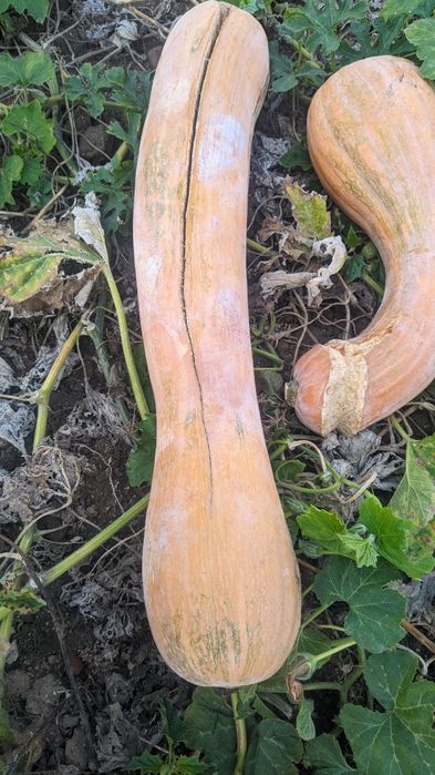 Продавам тикви за фураж