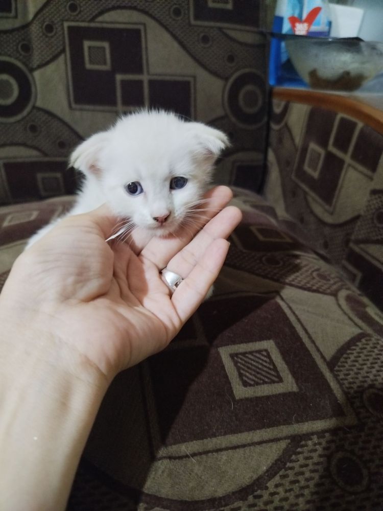 Продается котенок