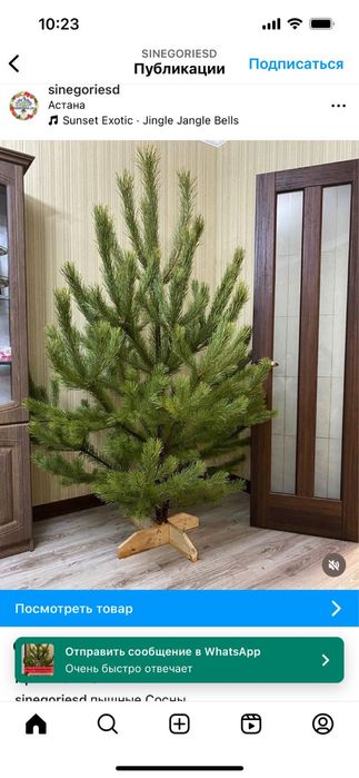 Елки новогодние живые