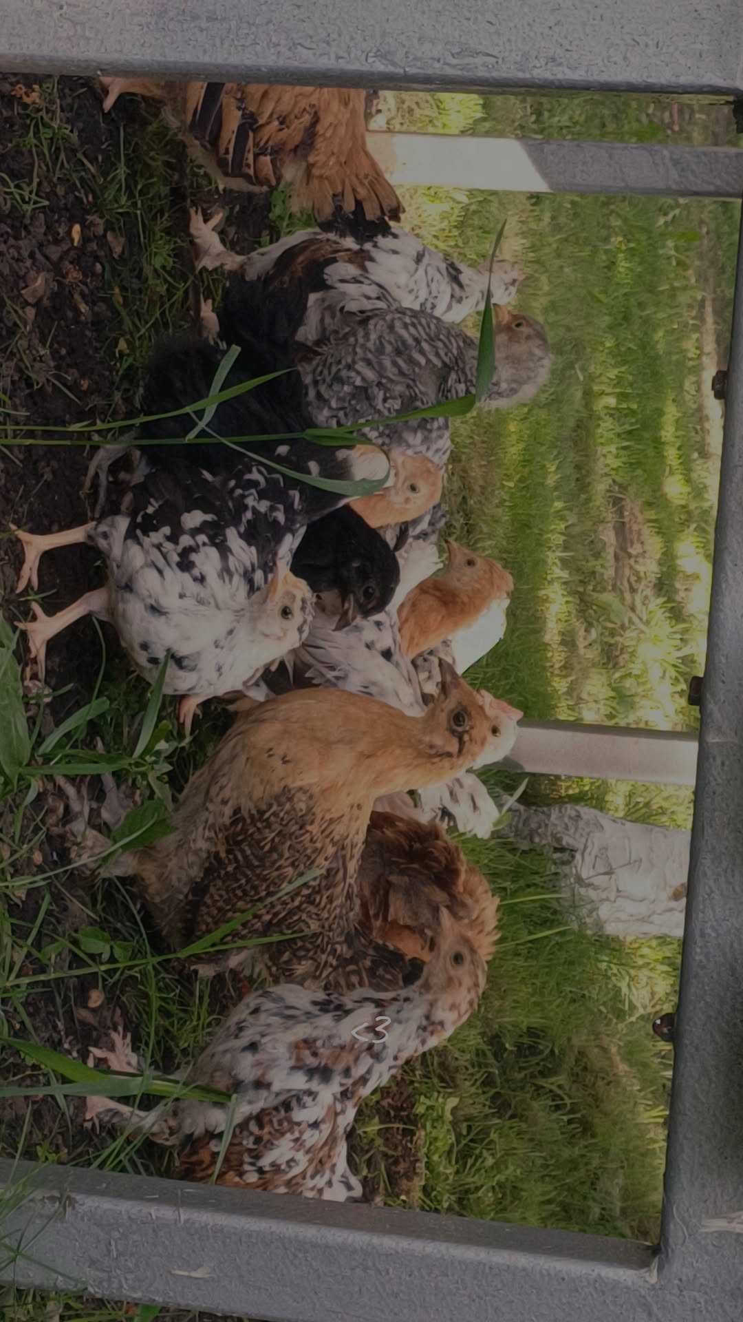 Vand pui de americană