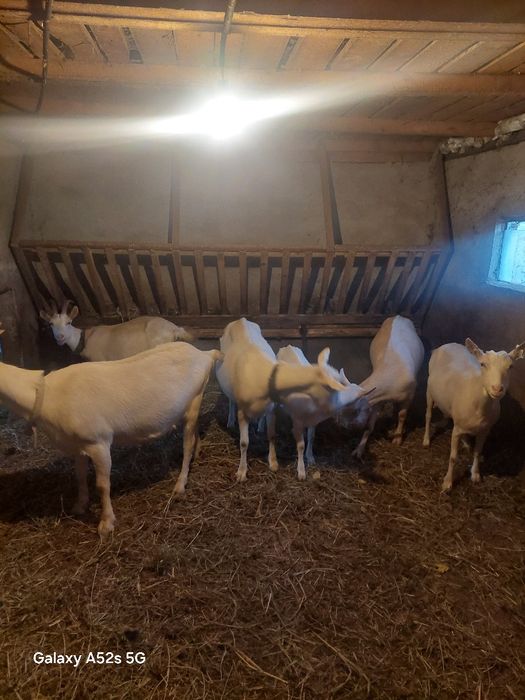 Capre saanen de vanzare și iedita..
