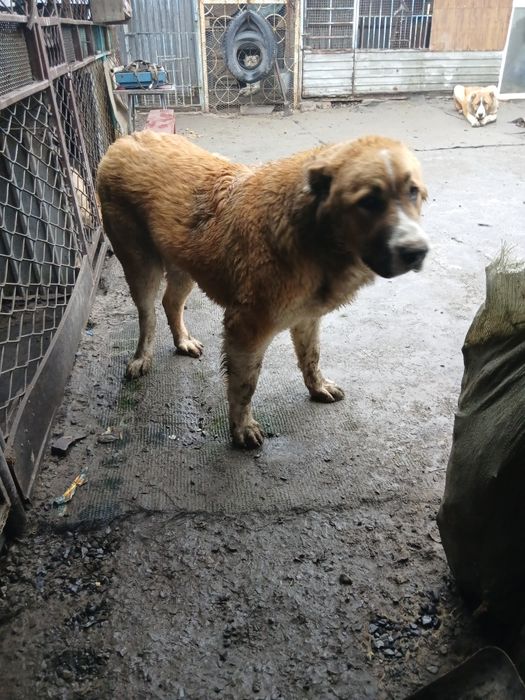 Продам щенка хороших кровей