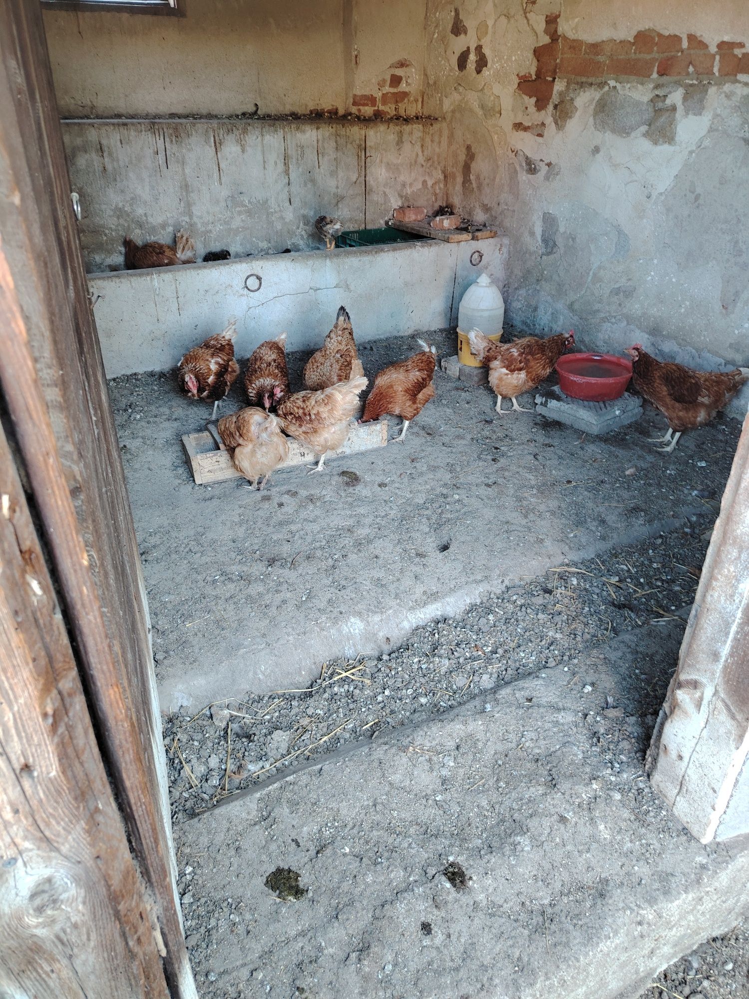 Продавам кокошки