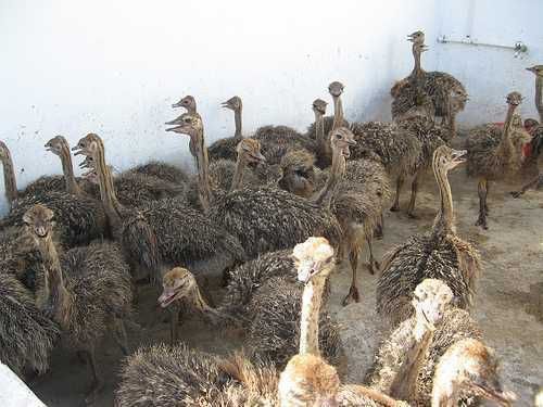 Инкубационный Яйцо страуса,туякуш,острич,tuyaqush,straus,ostrich