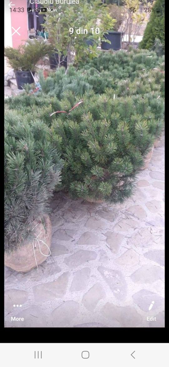 Plante ornamentale