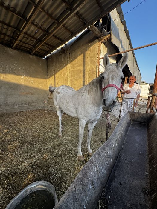 Ot axaltakeniskiy ot baytal