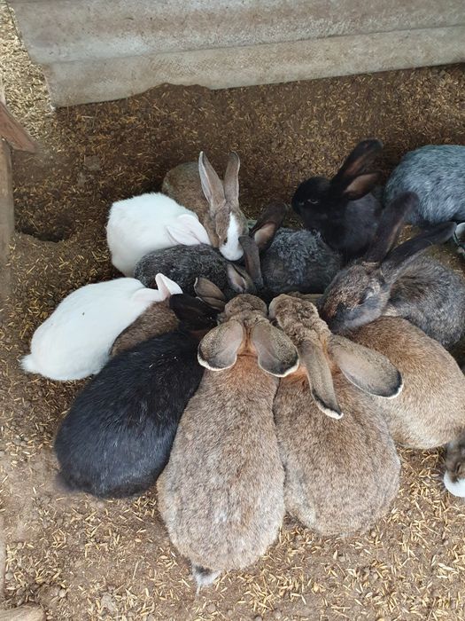 Iepuri de vânzare – 25-50 lei | Județul Arad