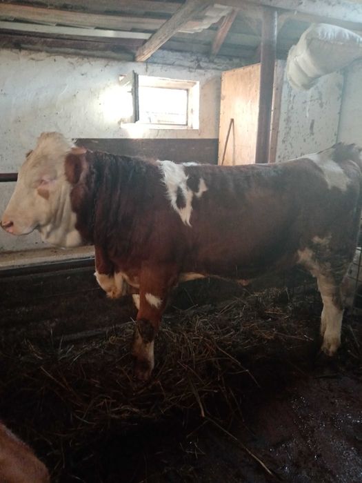 Vând vițel de rasă!!!