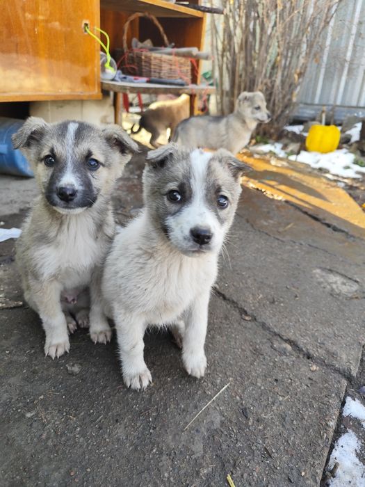 Отдам звоночков бесплатно