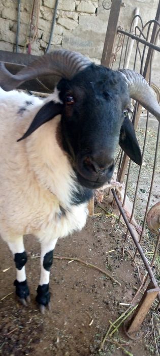 Семиз  Кучкор сотилади когонда