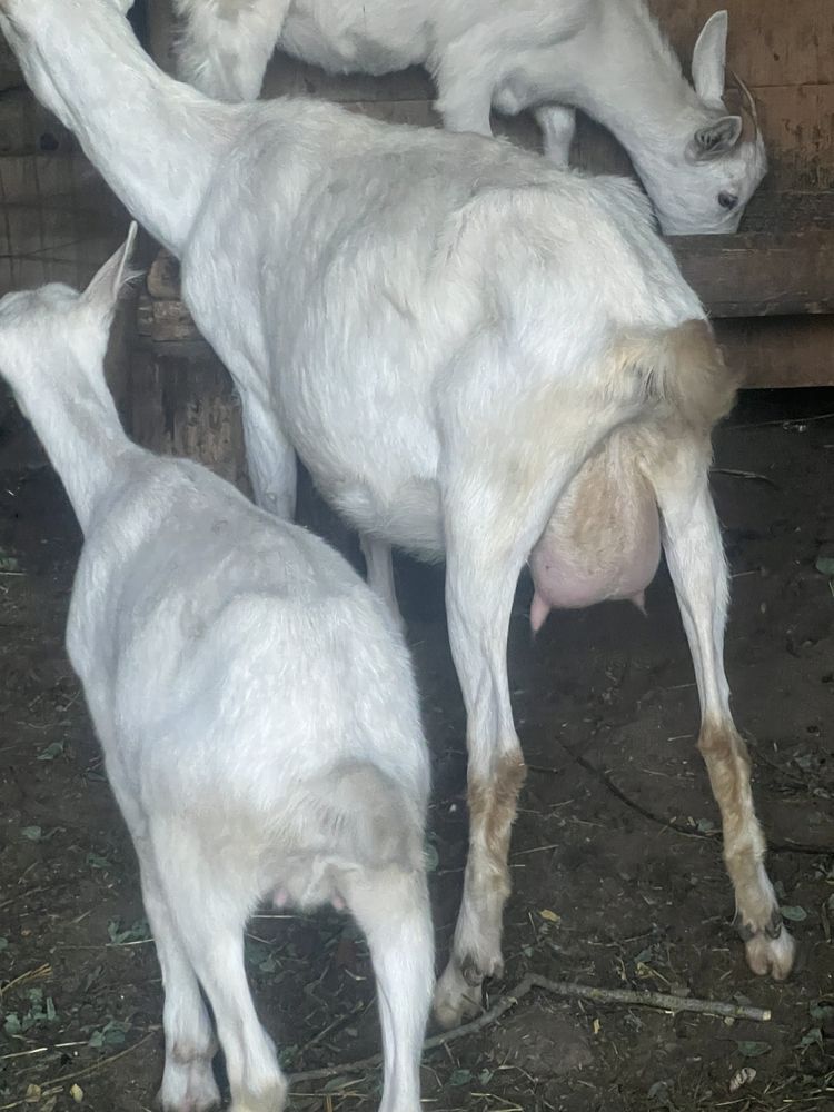 Vand capra cu iada sannen