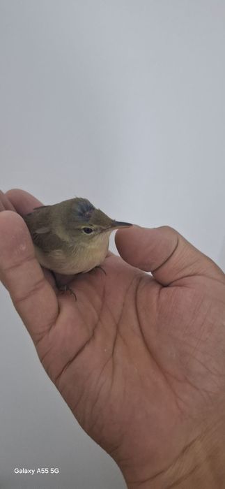 Qo'ylar sotiladi